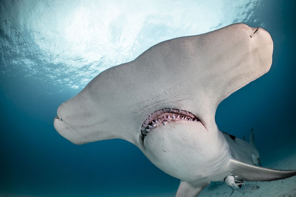 Фотография автора Fabi Fregonesi