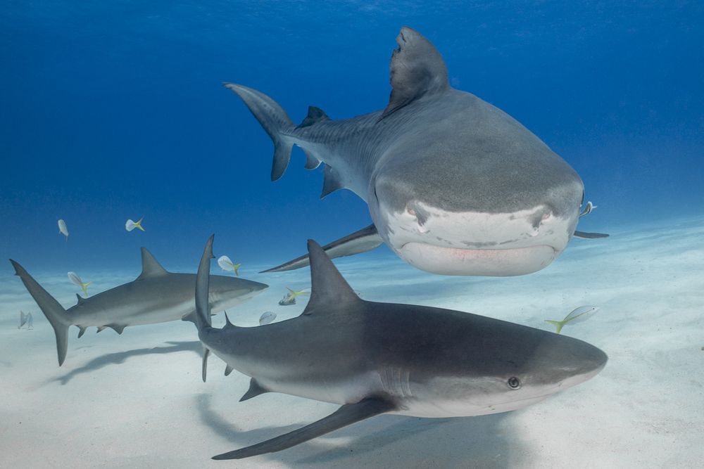 Фотография автора Fabi Fregonesi