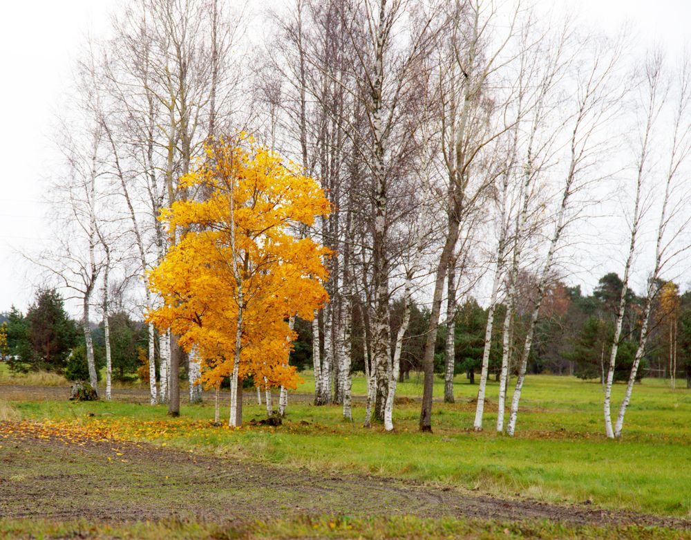 Photograph by ILONA KILA