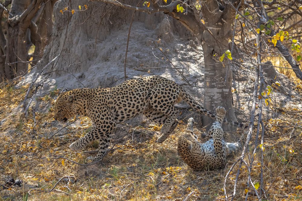Капризная подруга.
