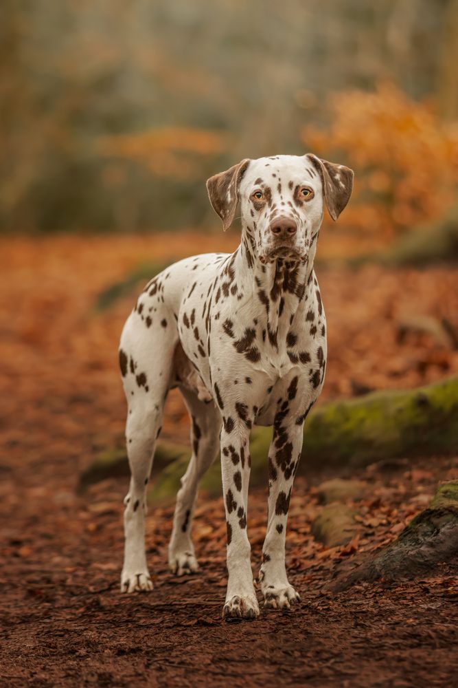Pongo