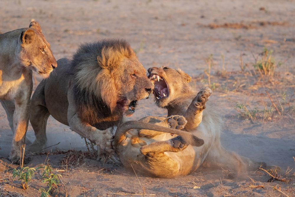 Непослушный подросток и его семья.