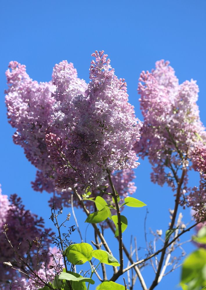 Photograph by елена