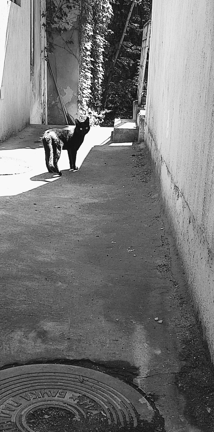 Photo #12849581
