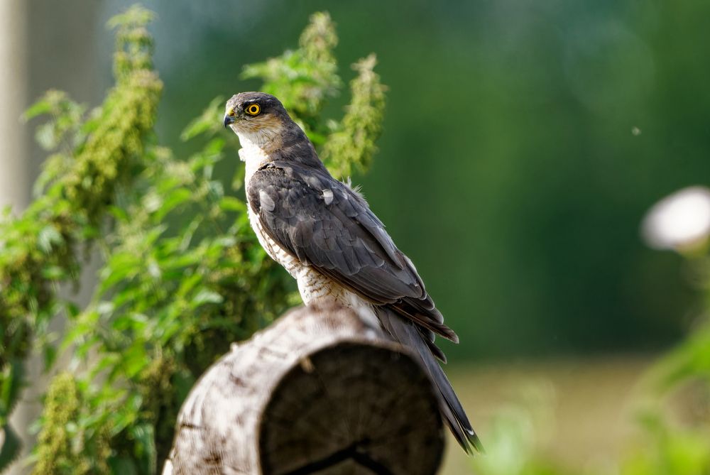 Photograph by Андрей Кореняк
