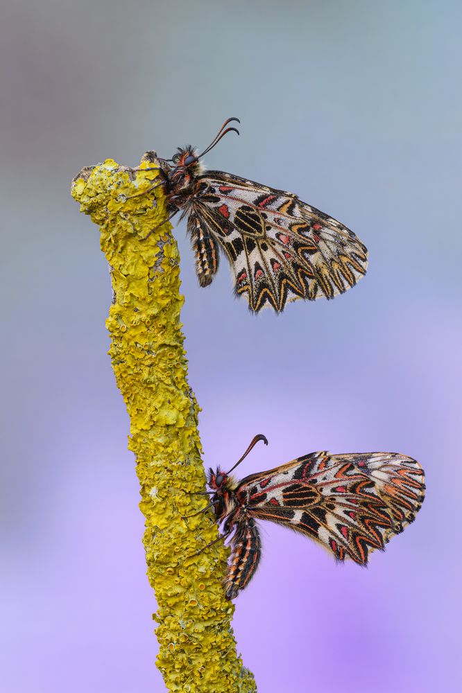 Photograph by Camilla Zocchi