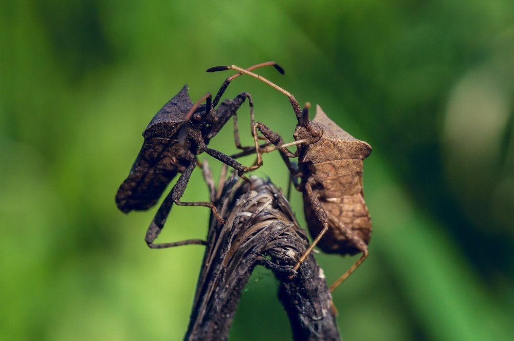 ВСТРЕЧА НА ЭЛЬБЕ