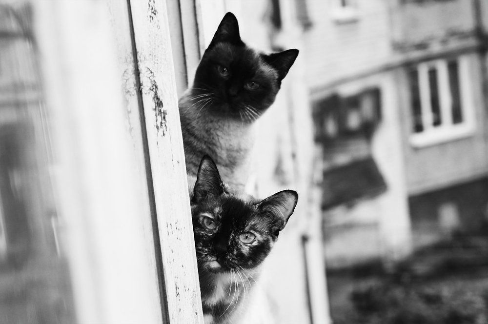 двойной портрет настойчивого соседа