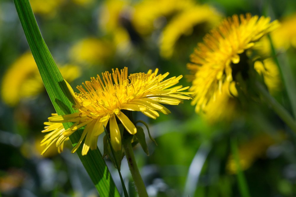 Золотые краски весны