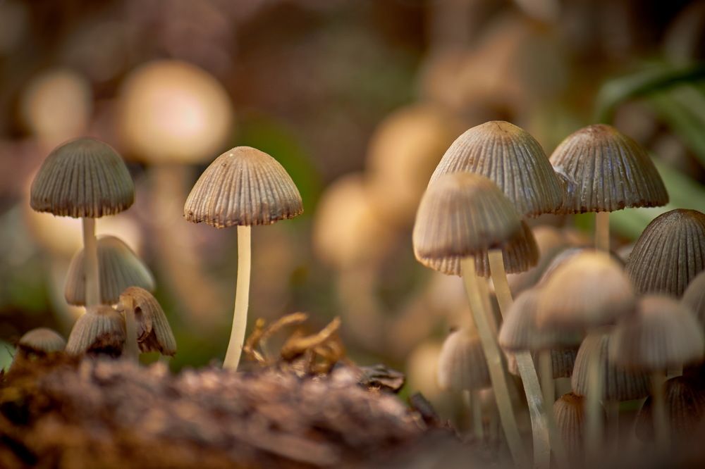 Сказочная грибная поляна