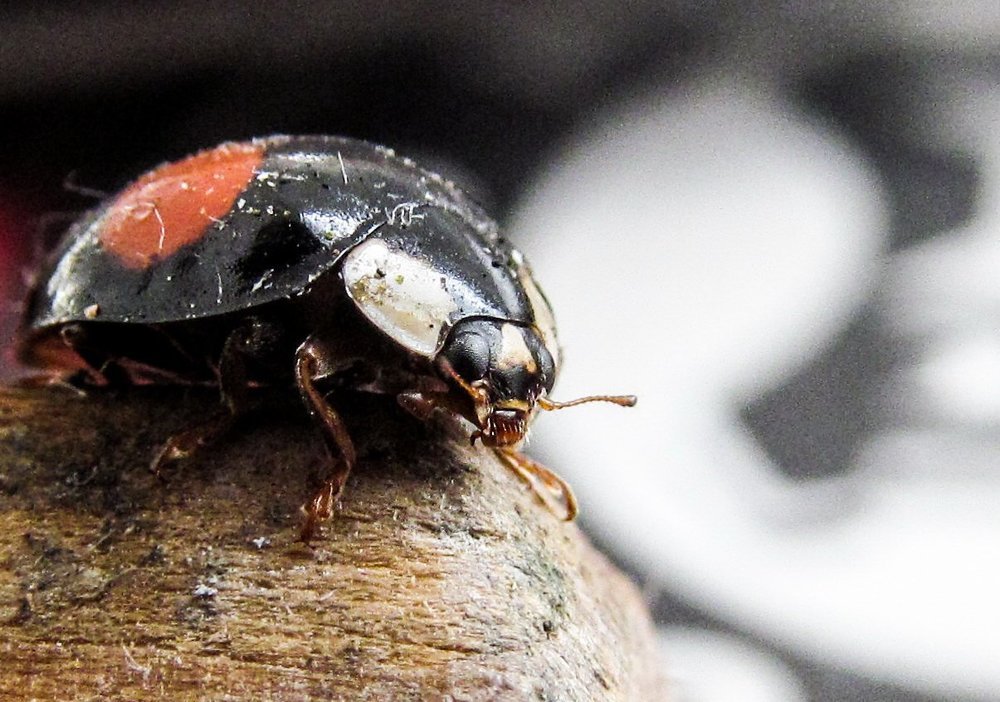 Photograph by Михаил Кобелюк