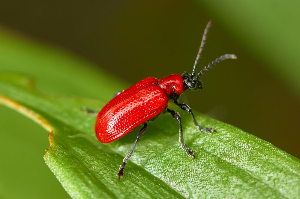 Жук-трещалка