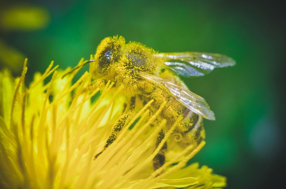 цветотерапия (жёлтый)