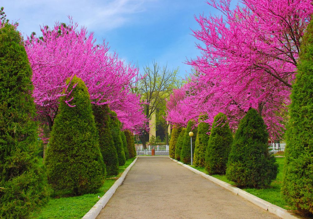 Цветение церциса