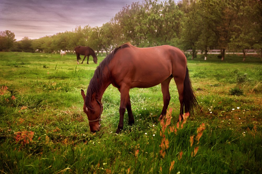 Photograph by Татьяна Карабицина