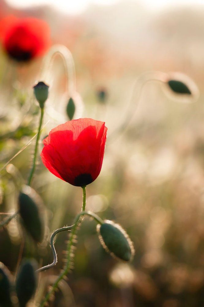 Маки на рассвете