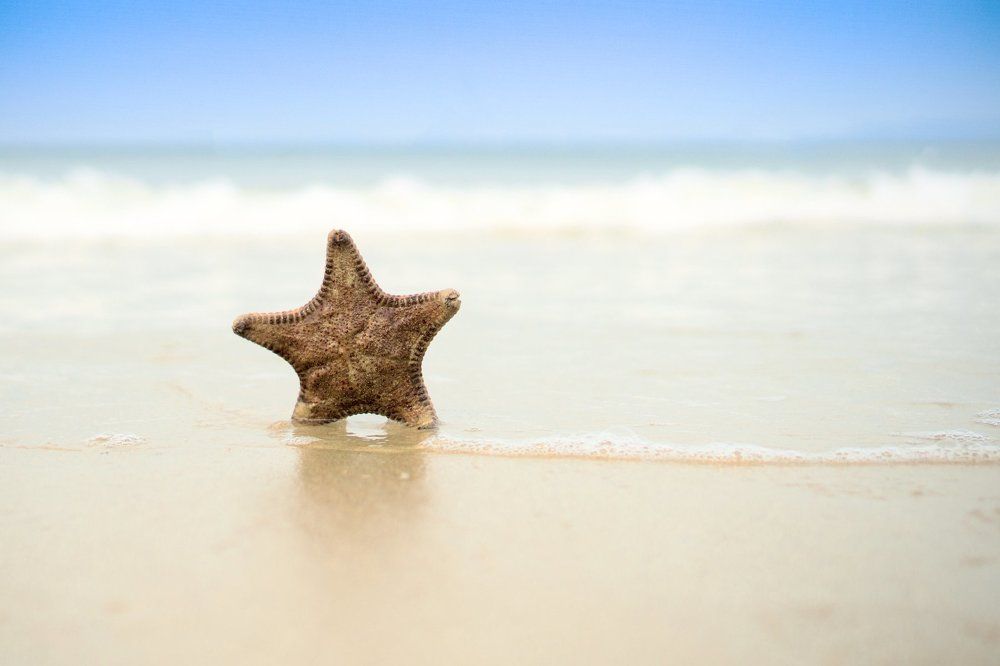 Starfish