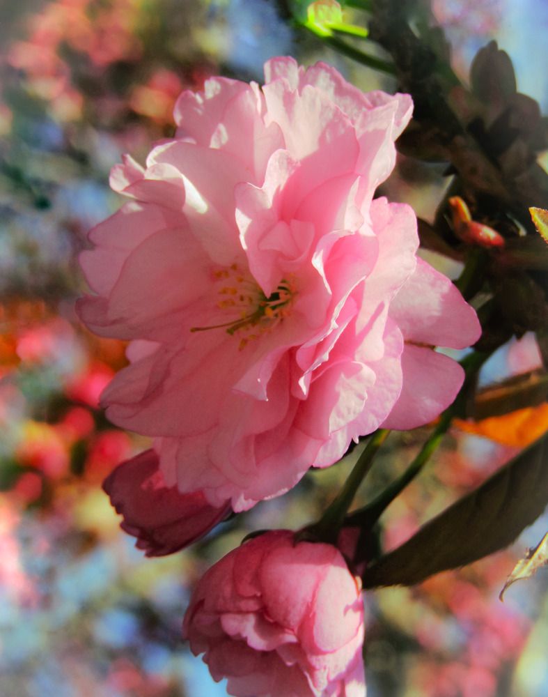 Photograph by Раиса Грабко