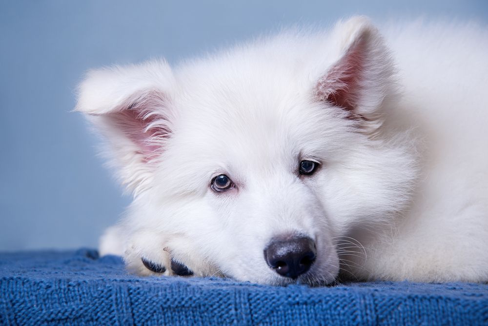 Photograph by наталья залогина