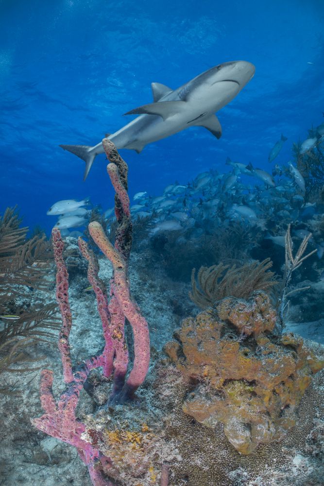 Photograph by Fabi Fregonesi