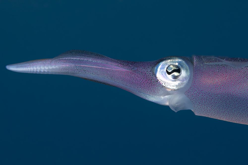 Photograph by Fabi Fregonesi