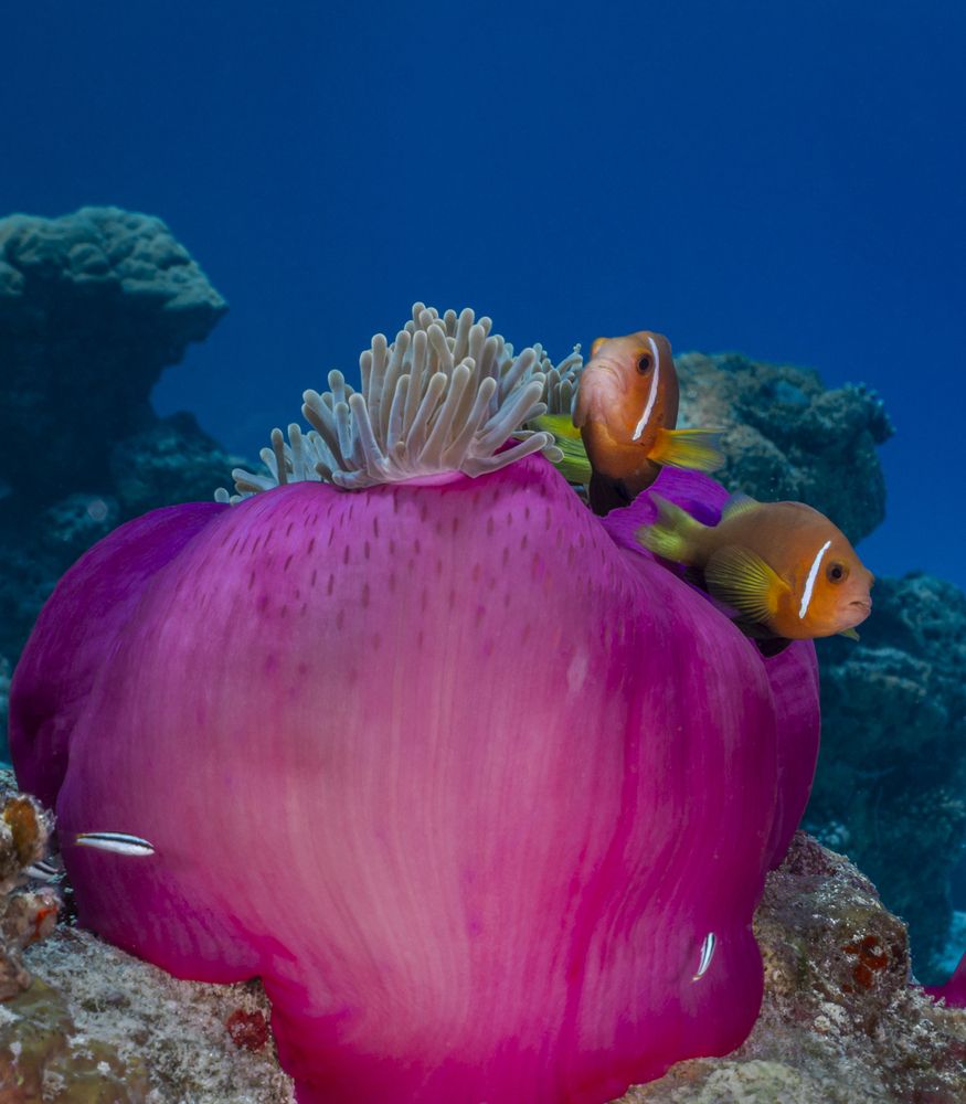 Photograph by Fabi Fregonesi