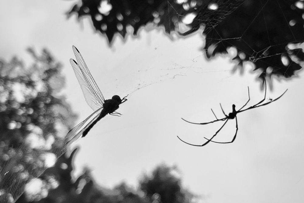 Фотография автора BIPLAB MISRA