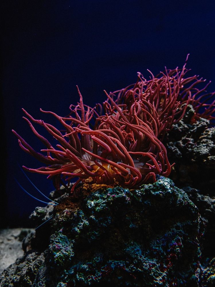 Photograph by Maria Stankevich