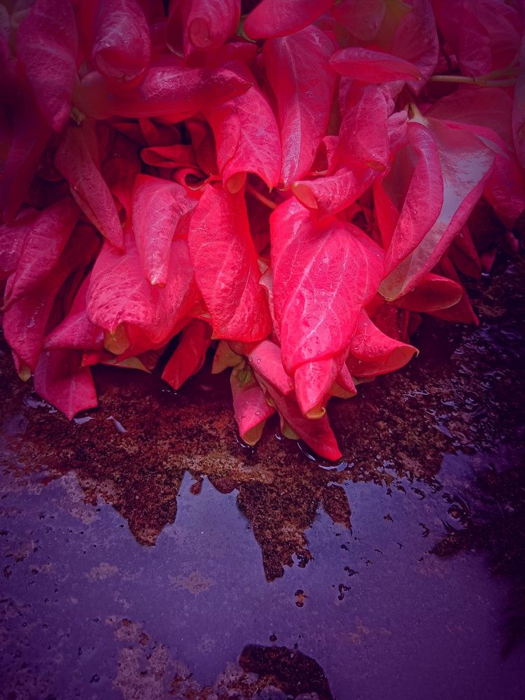 Still Learning to Bloom
