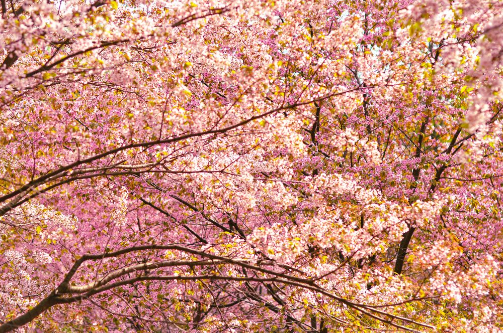 Фотография автора Елизавета Синицына