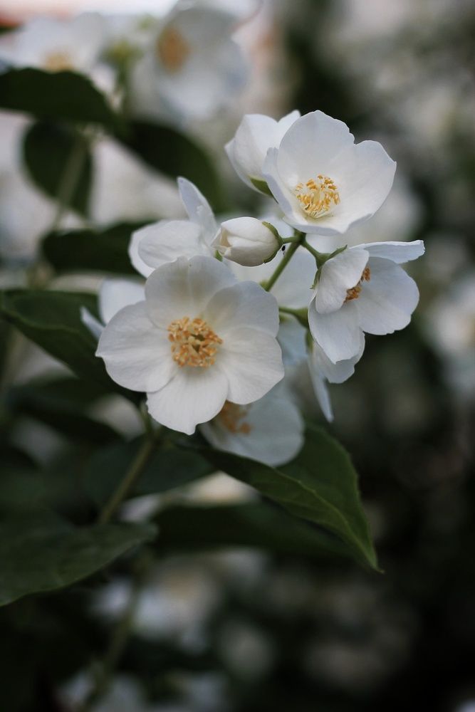 Photograph by Елена Силантьева