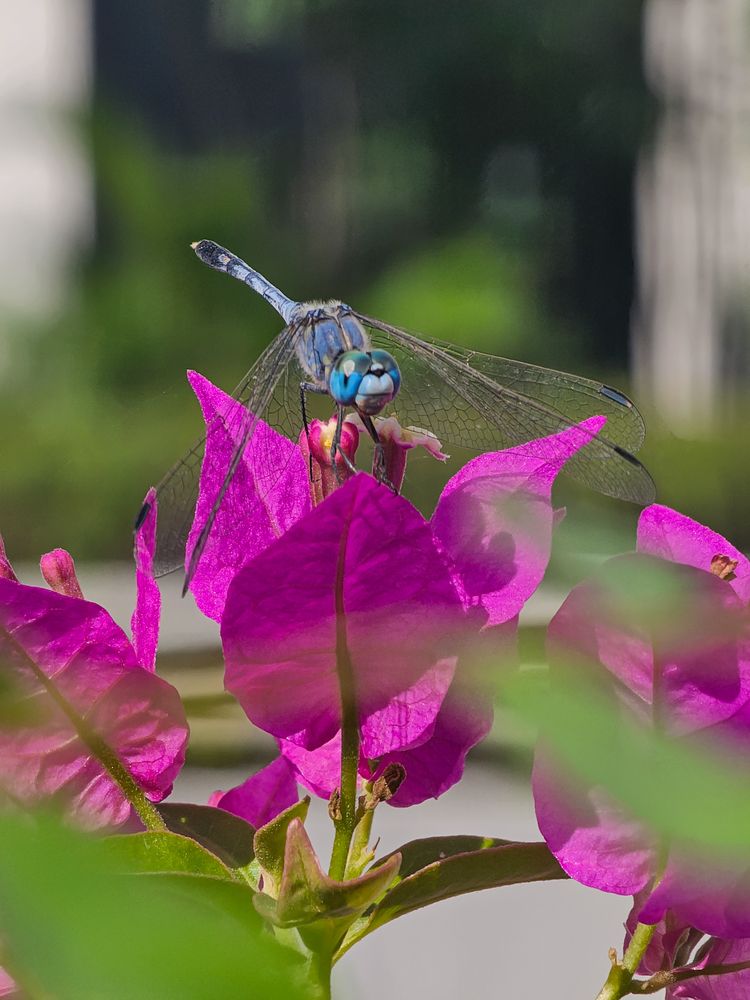 Photograph by Abhishek Pradhan