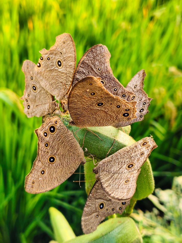 Cluster of brown Butterfly Shot On Vivo V50