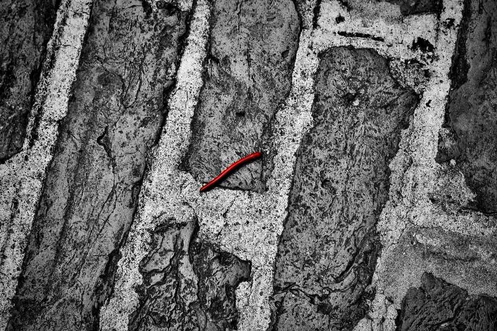 The Red Whisper