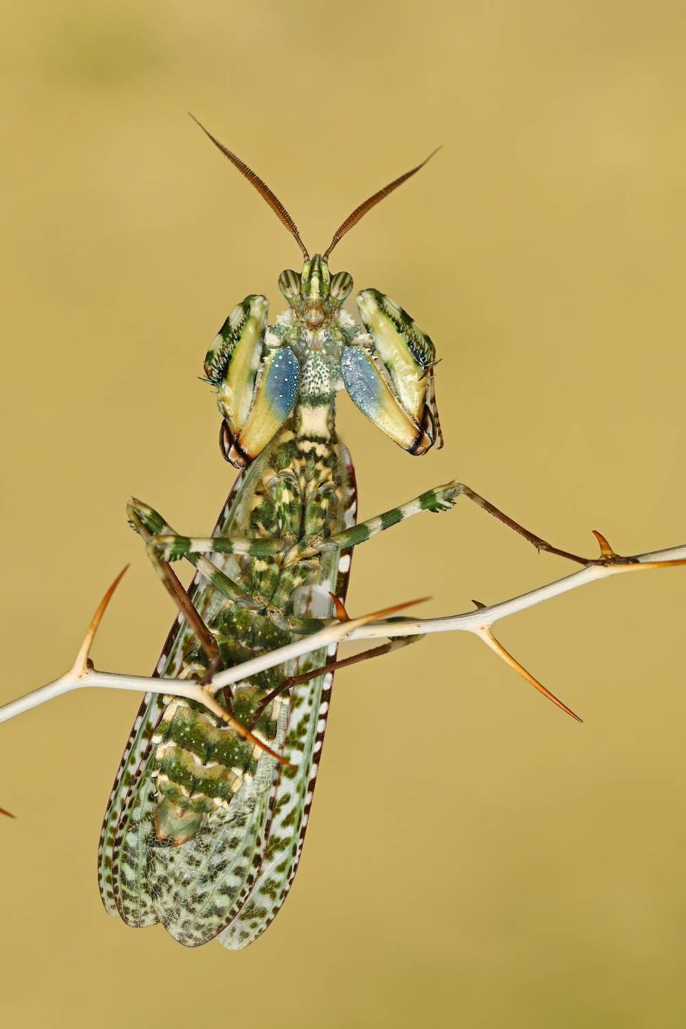 Rockstar (2) Rockstar (2)