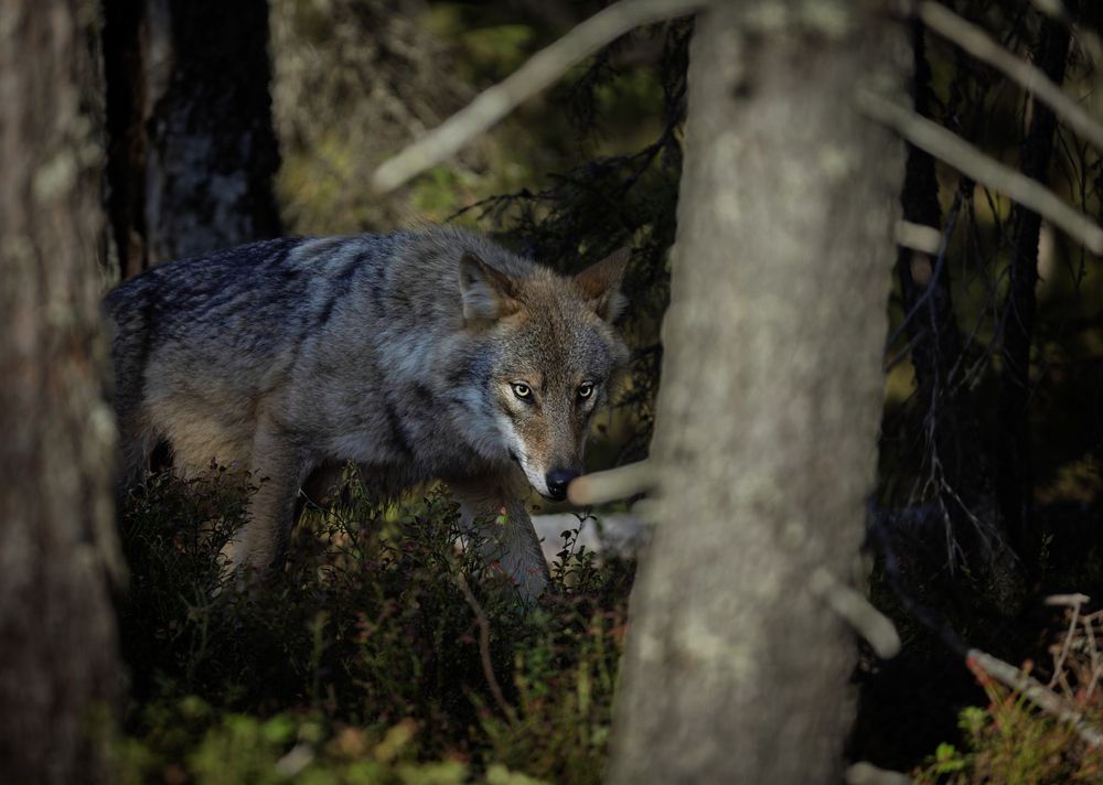 Photograph by Ruzdi Ekenheim