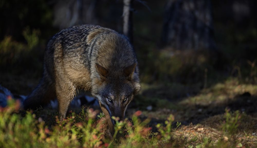 Photograph by Ruzdi Ekenheim