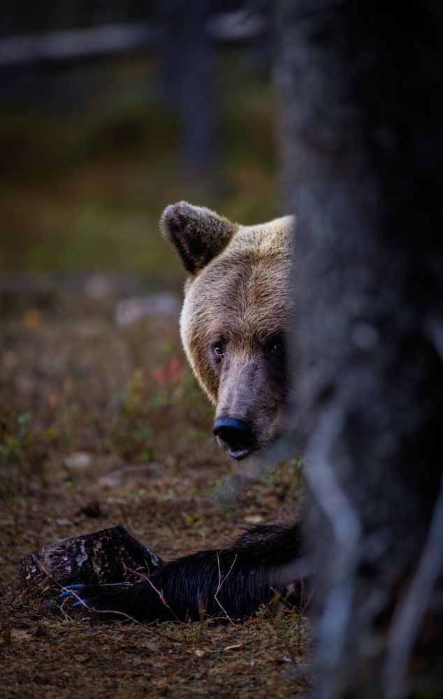Photograph by Ruzdi Ekenheim