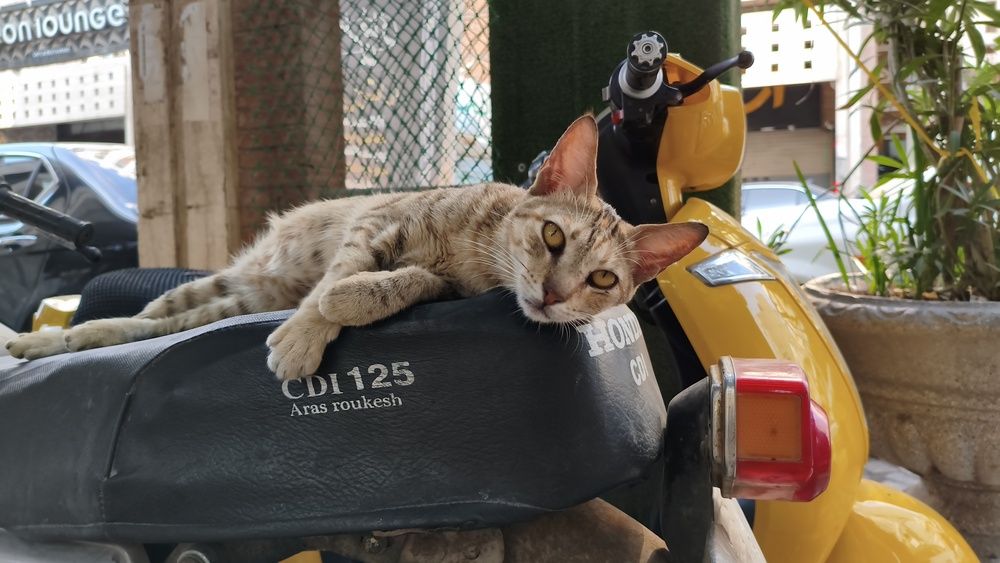 Photo #12851399