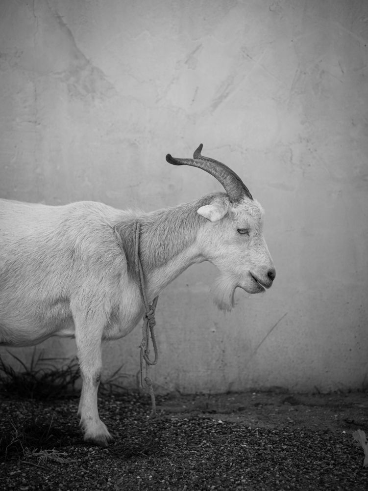 Photograph by Георгий Юркин