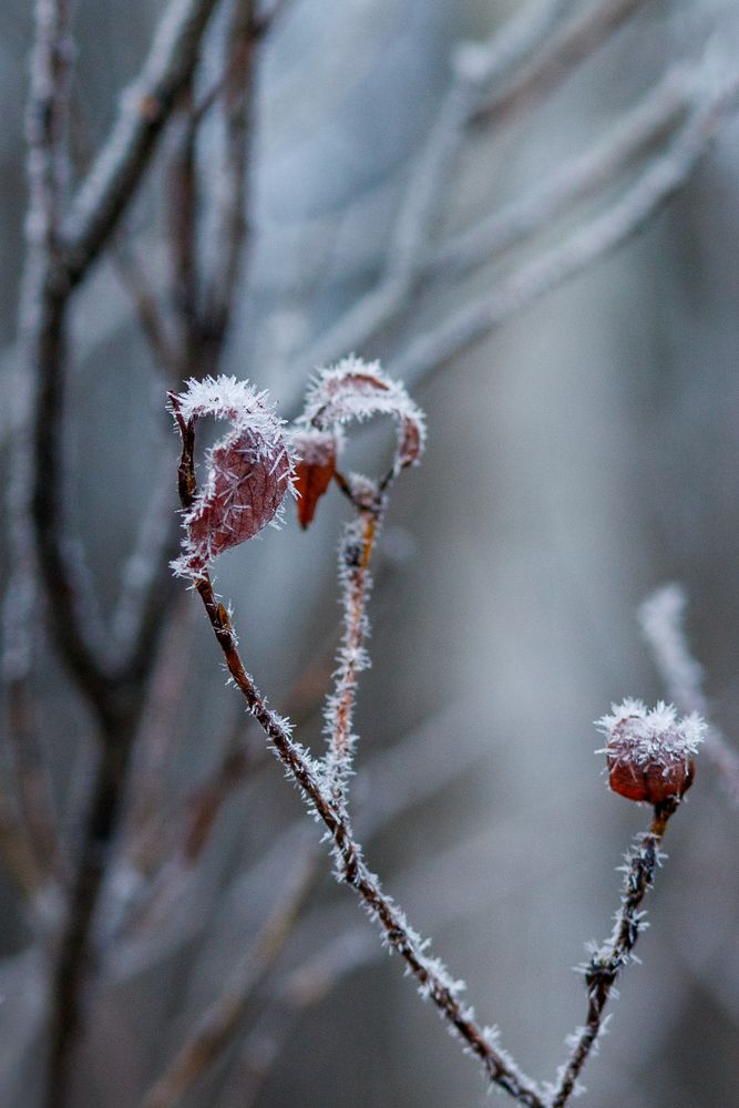 Морозная нежность