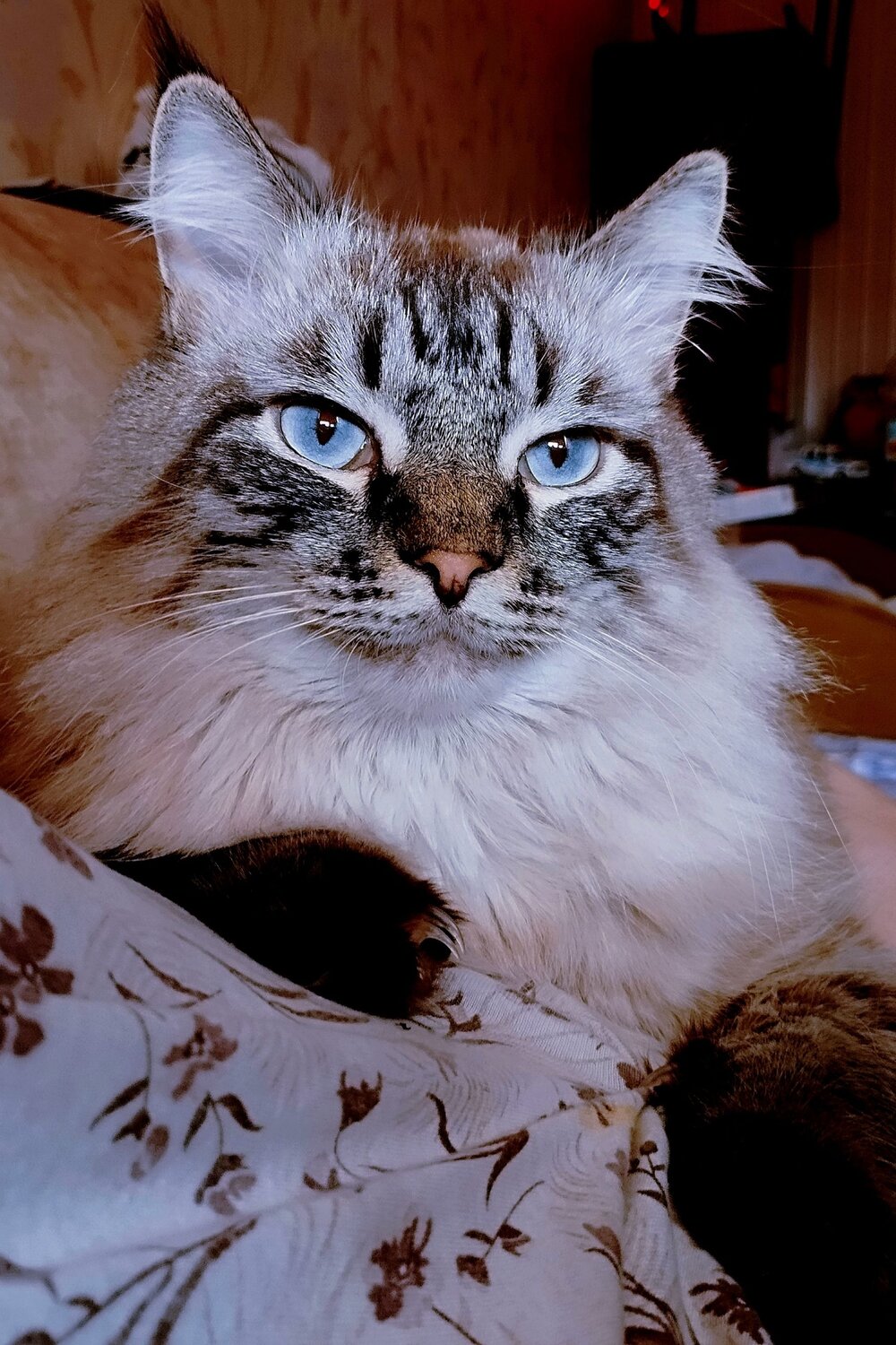 Симон
