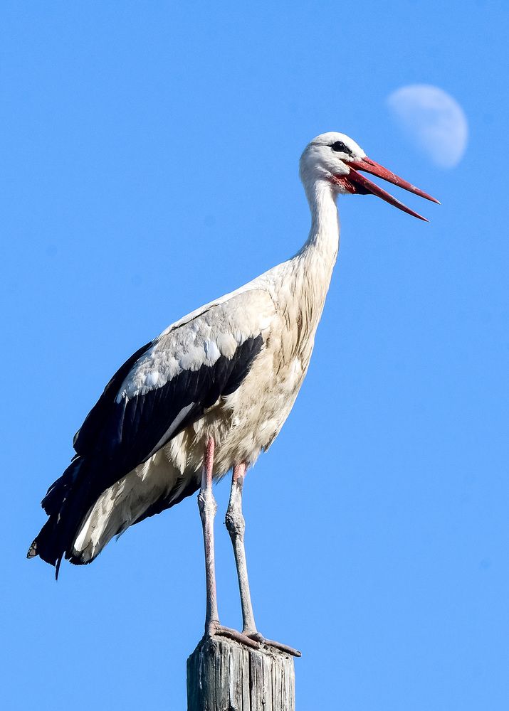 Stork and the moon