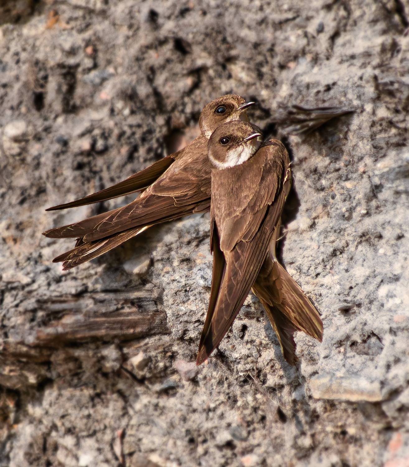 Photo #12851981
