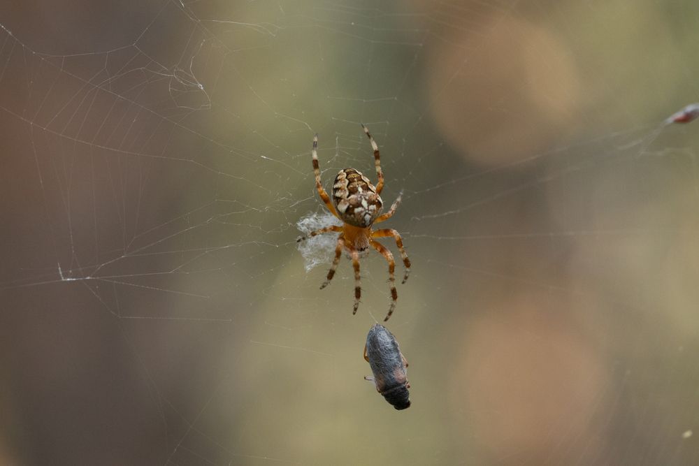 Photograph by Анатолий Дворкин