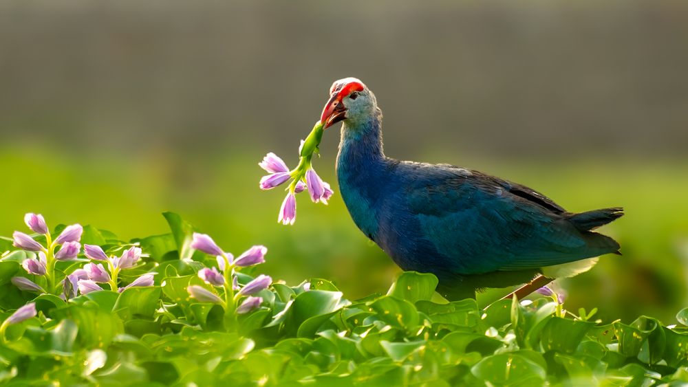 Photograph by Abhishek Pradhan