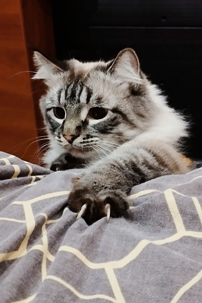Охотник