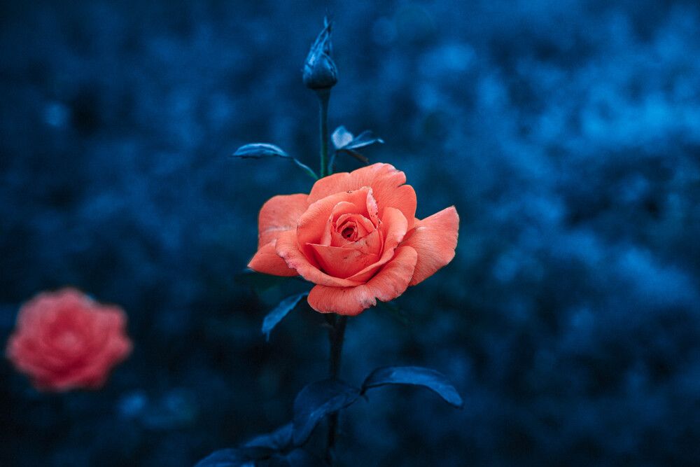 Photograph by Виталий Са