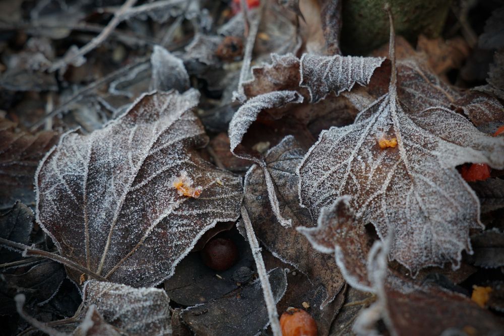 Осенние листья в инее