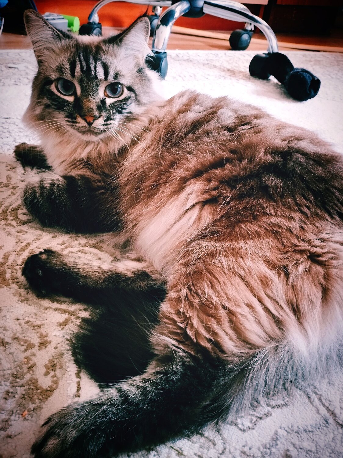 Симон